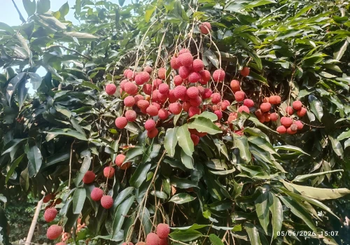 From Tezpur to Dubai, Assam’s GI-tagged litchi enters global market